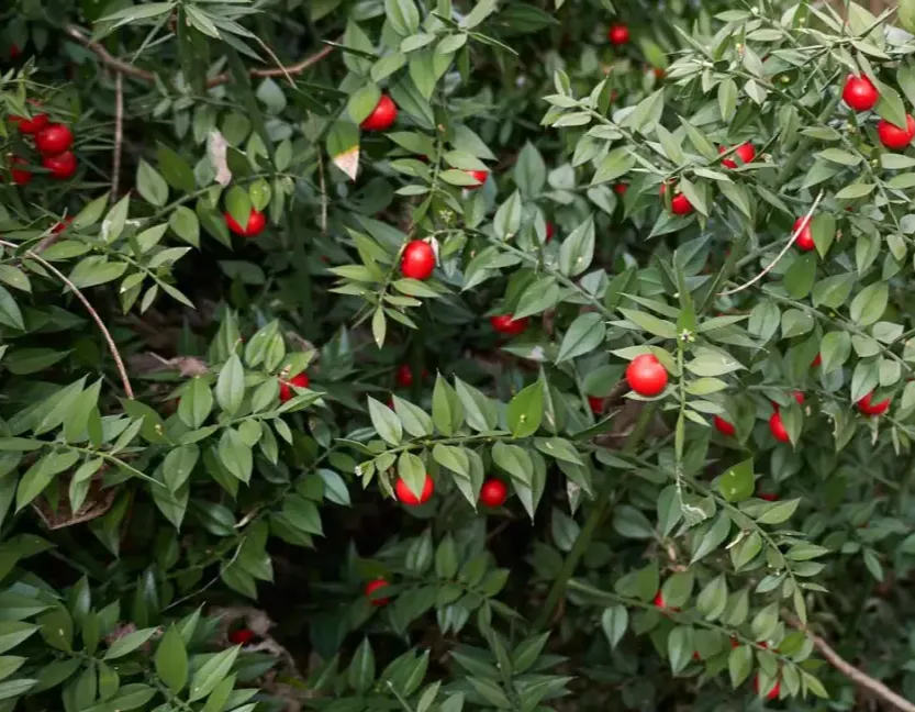 Butcher’s Broom