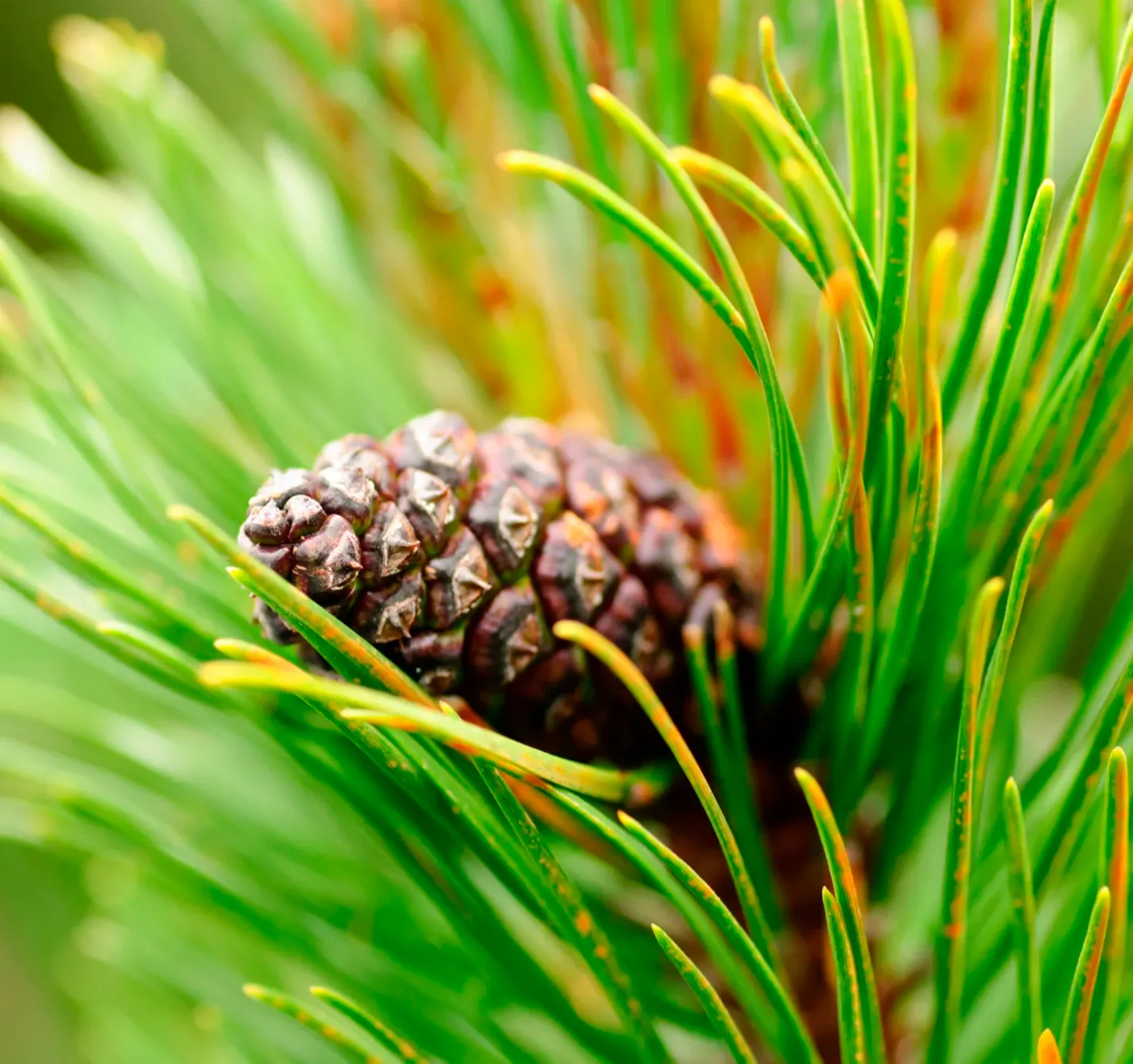 Pine Bark Extract